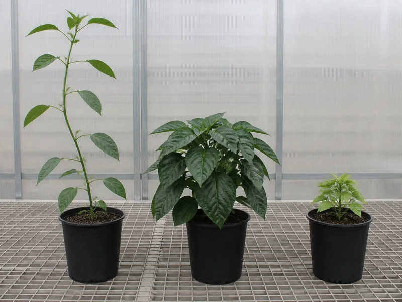 Leggy, dark-bushy, and compact-stalled pepper plants compared side by side