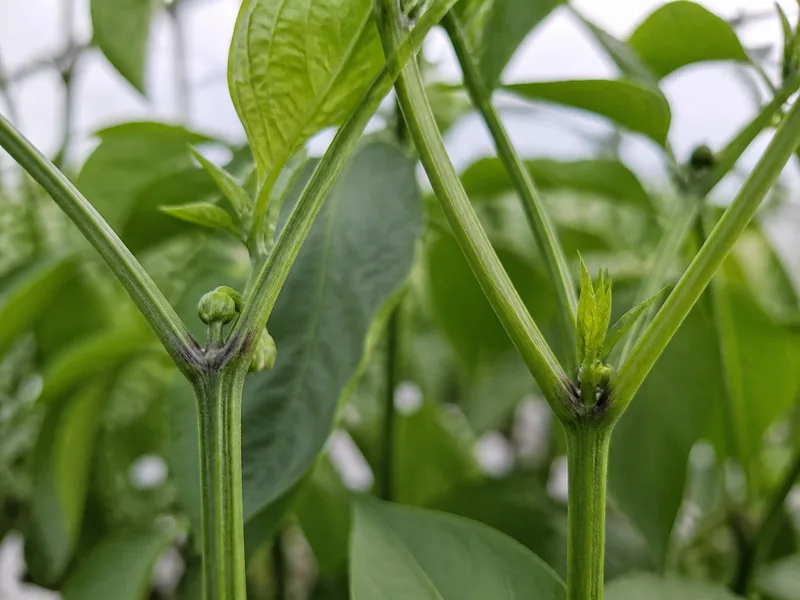 Pepper stem fork with a rounded flower bud beside a fork containing only a pointed leaf tip