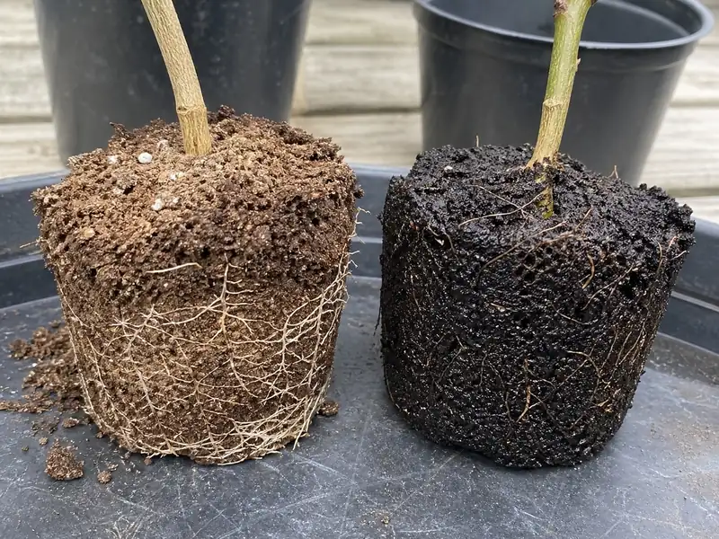 Pepper root balls showing pale roots in dry soil beside darker roots in wet soil