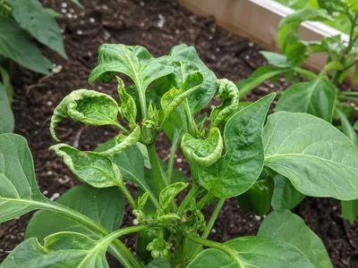Pepper Plant Leaves Curling: What the Shape Means