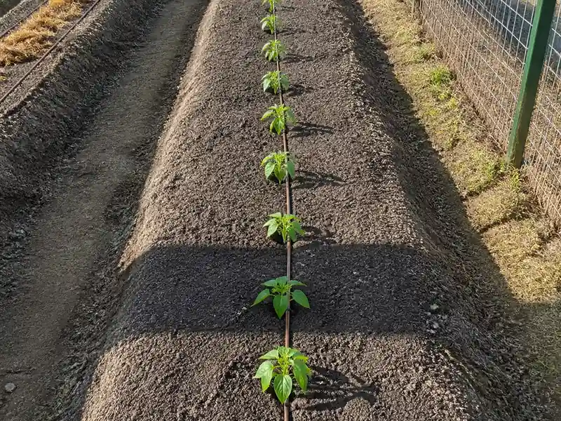 Row of pepper plants sharing the same bed, irrigation line, sunlight, and soil conditions