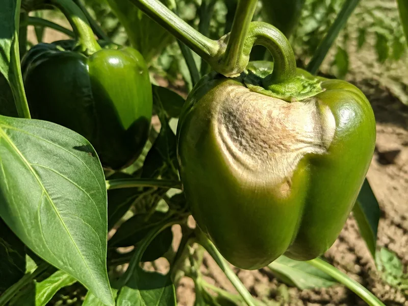 Sunscalded green bell pepper with a dry pale patch on its sun-facing shoulder