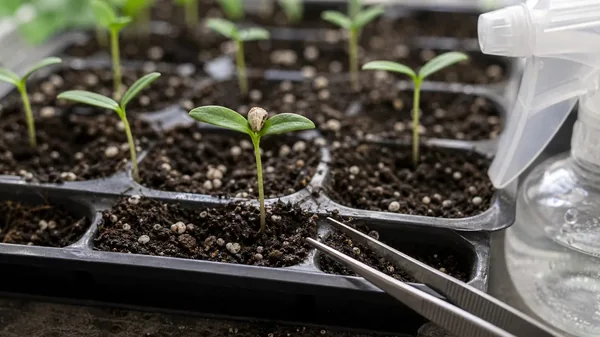 Seed Shell Stuck on Pepper Seedlings: When to Wait and How to Help