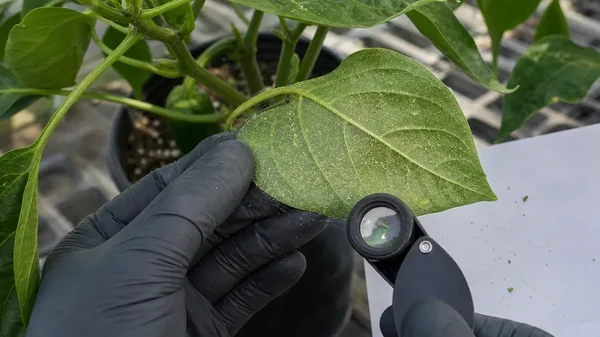 Spider Mites on Pepper Plants: Early Signs, Treatment, and Prevention