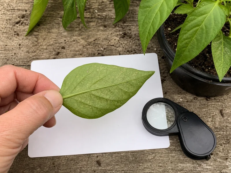 Pepper leaf with small round brown lesions being checked by a gloved hand