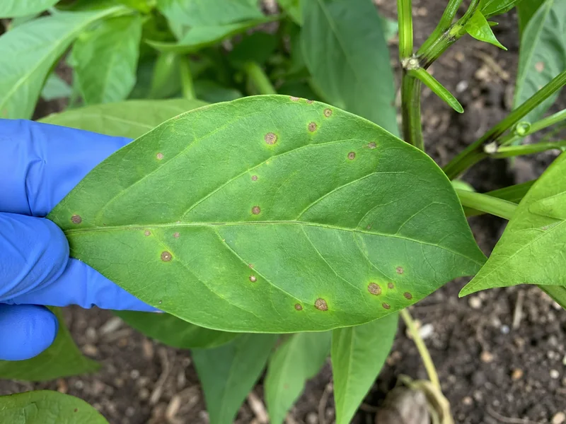 Pepper leaf with small round brown lesions being checked by a gloved hand