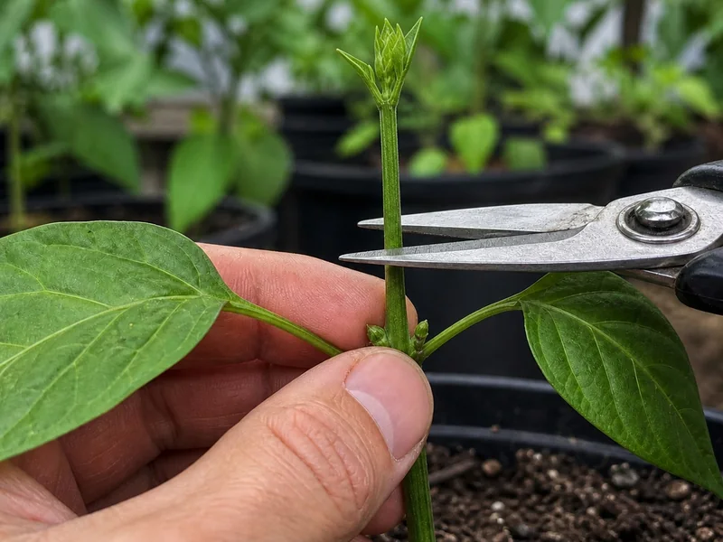 Bypass shears positioned above a pepper leaf node before topping