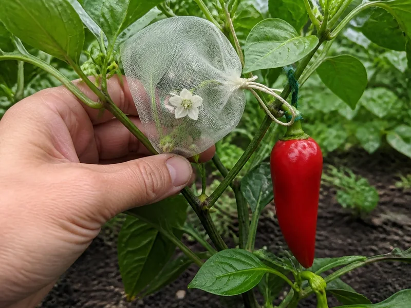 Fine mesh isolation bag secured around pepper blossoms to prevent unwanted cross-pollination