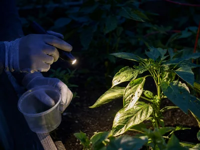 What's Eating Your Peppers at Night? Catch the Culprit
