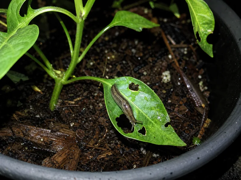 Pepper seedling clipped near the soil with a curled cutworm beside it