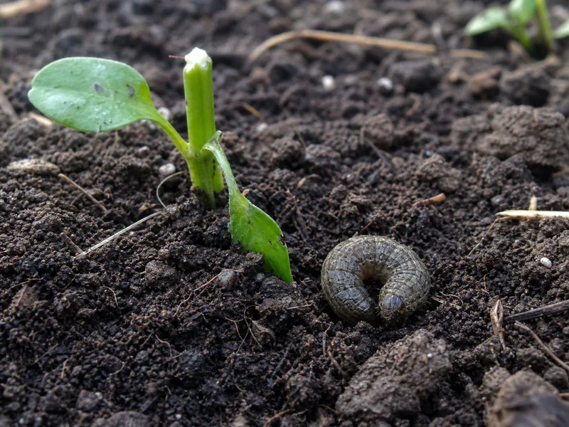Pepper seedling clipped near the soil with a curled cutworm beside it