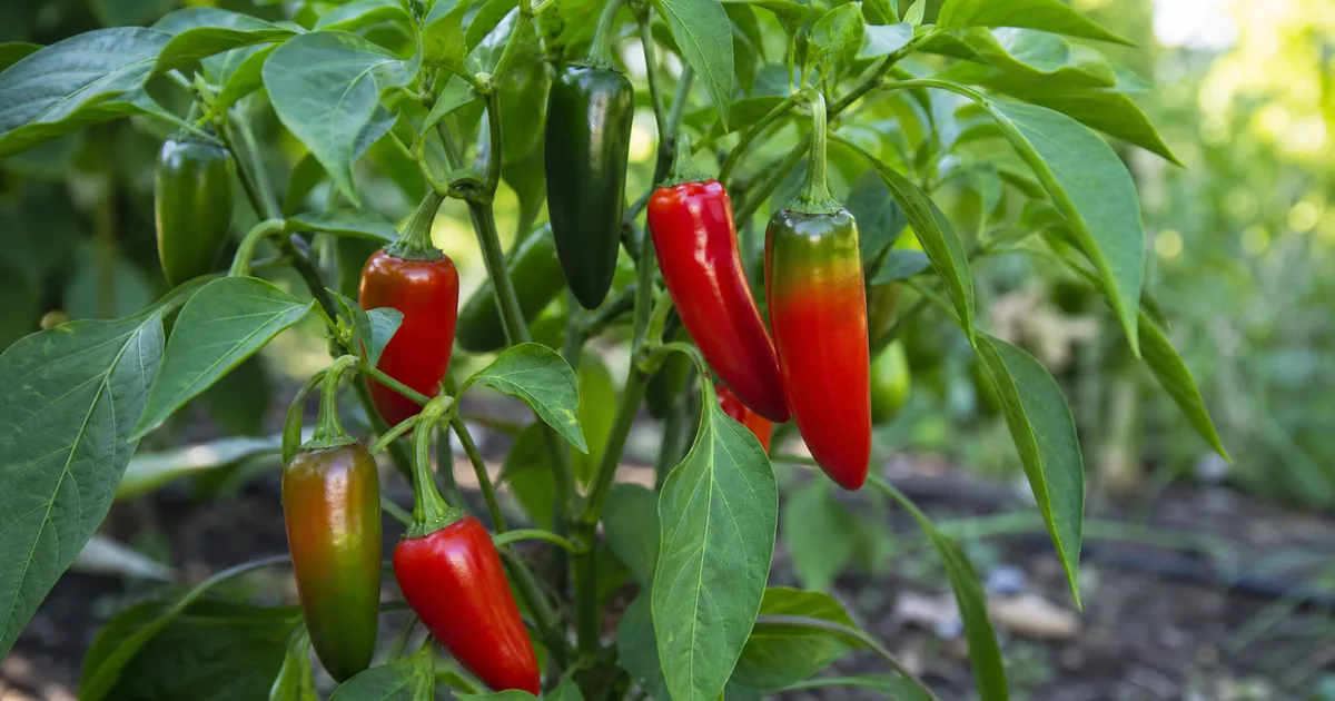 When to Pick Peppers for Flavor, Crunch, or Color