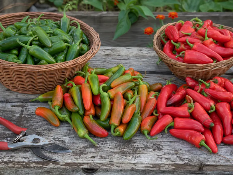When to Pick Peppers for Flavor, Crunch, or Color - visual guide and reference