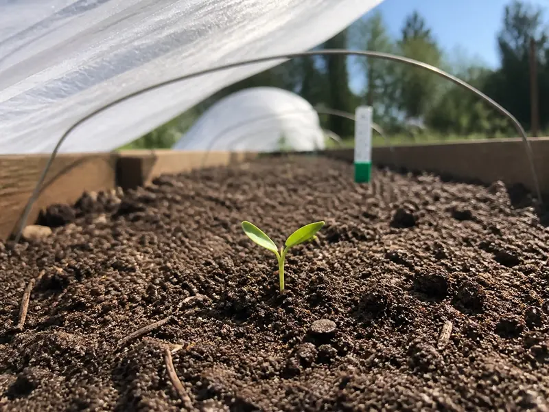 Pepper seedling emerging outdoors beneath a lifted row cover