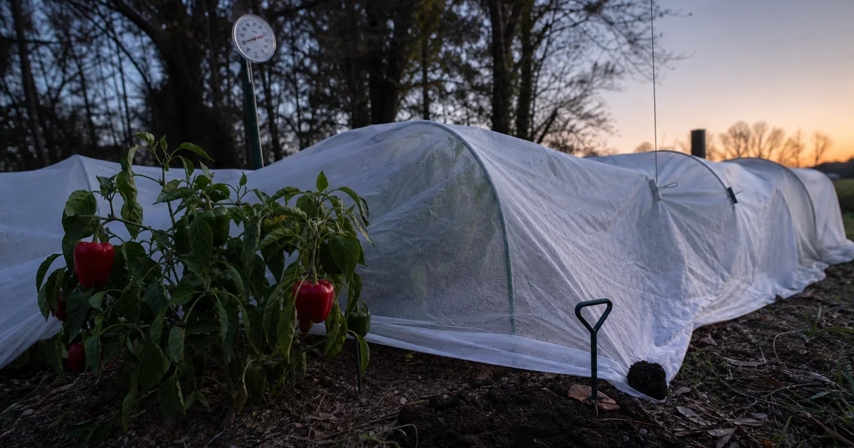 Pepper plants beside frost cloth secured over low garden hoops at dusk