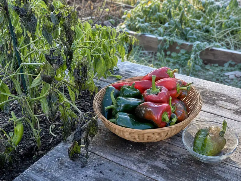 Frost cloth supported over pepper plants with a thermometer at canopy height