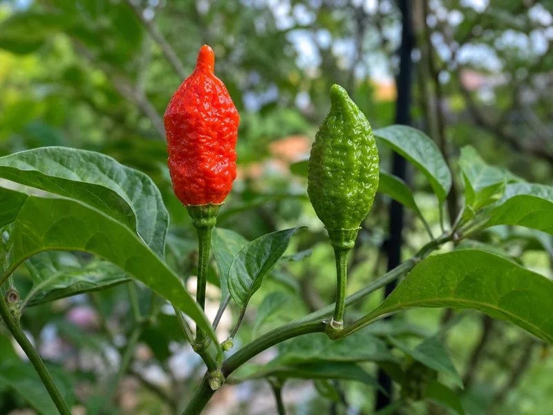 Green and red wrinkled 7 Pot Katie peppers growing upright on the plant