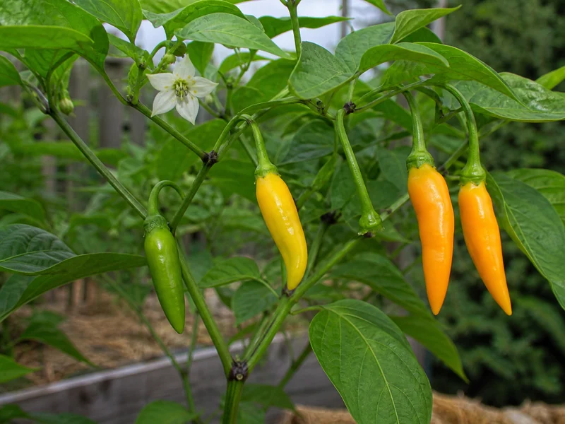 Aji Cito plant with green, yellow, and orange-yellow pods beside a white spotted flower