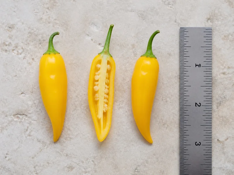 Ripe yellow Aji Pineapple peppers, including one cut lengthwise, beside an inch ruler