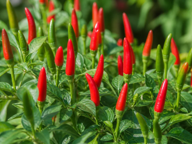 Tiny bird's eye chilies pointing upward on the plant, red and green pods together
