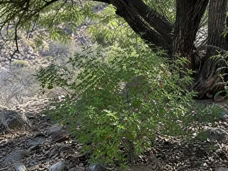 Wild chiltepin shrub growing in filtered shade beneath a desert nurse tree