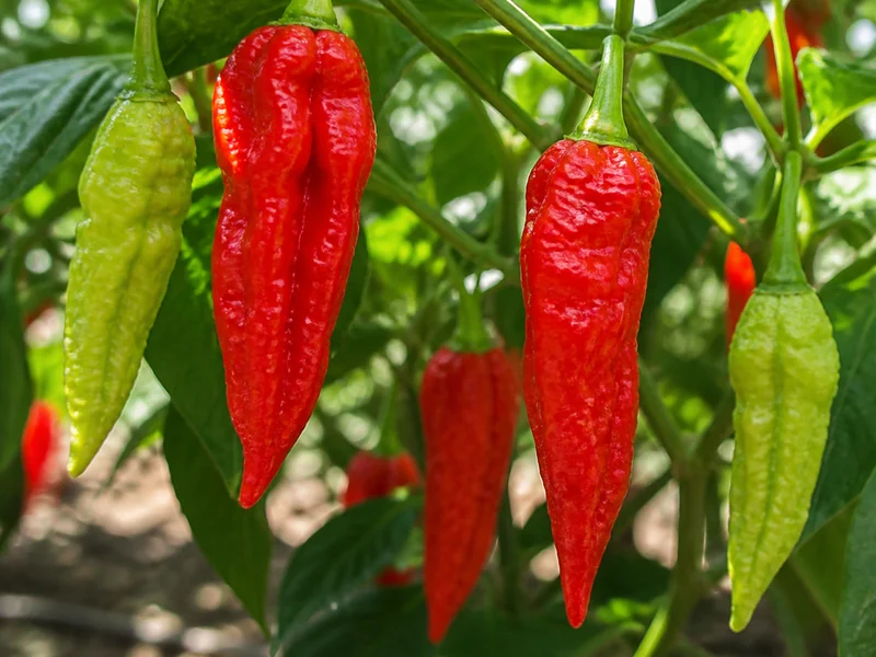 Elongated wrinkled Hot Paper Lantern pods hanging on the plant, ripening from green to red
