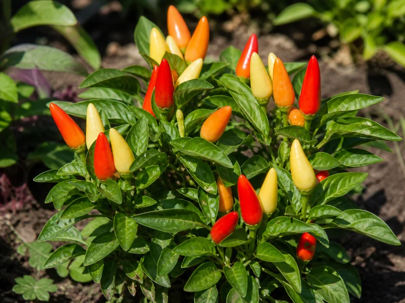 Conical Mariachi peppers ripening from creamy yellow through orange to red on one plant