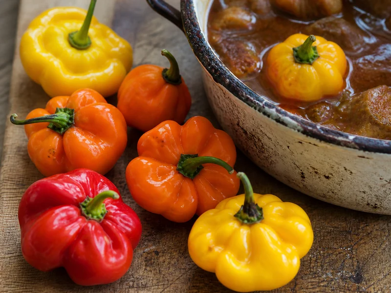 Yellow, orange and red Scotch bonnets showing the squat flattened bonnet shape, with one whole yellow pod floating intact in a pot of stew