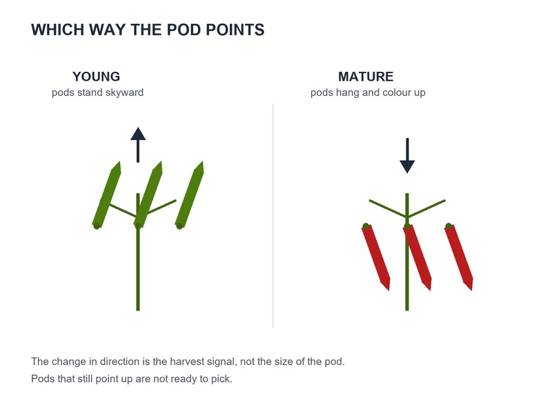 Diagram: young Thai chili pods angle upward and are green, mature pods hang downward and are red, which is the harvest signal