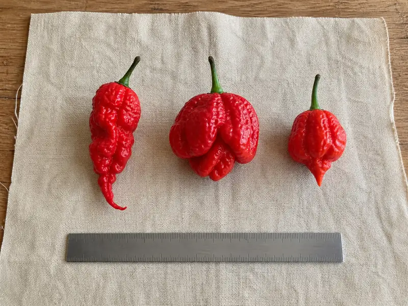 7 Pot Primo, 7 Pot Brain Strain, and Trinidad Scorpion Butch T pods arranged at equal scale